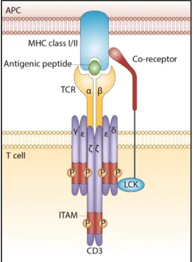Figure  1.1  |  Modèle  classique  d’interaction  entre le récepteur des cellules T et les molécules  du  complexe  majeur  d’histocompatibilité