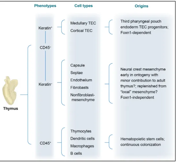 Figure 1.3 | Origine développementale des principaux types cellulaires du thymus. Le  thymus  peut  être  divisé  en  cellules  hématopoïétiques  (CD45 + )  et  en  cellules  stromales  (CD45 - )