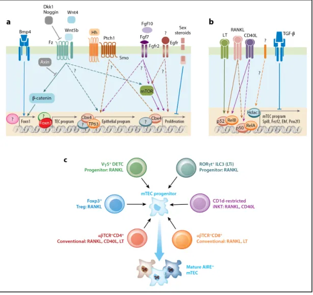 Figure 1.5 | Mécanismes cellulaires et moléculaires contrôlant le développement et la  différentiation  des  TECs