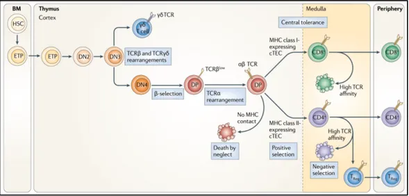 Figure 1.6 | Points de contrôle dans la différentiation des thymocytes. Dans le cortex  thymique,  les  précurseurs  primitifs  de  thymocytes  transitent  entre  le  stade  CD4 - CD8  -double négatif (DN) et CD4 + CD8 +  double positif (DP), réarrangent l