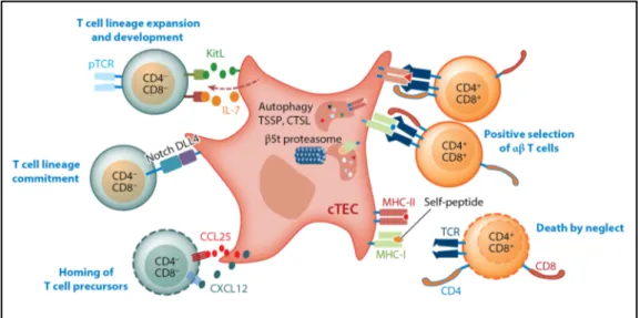 Figure 1.7 | Interactions entre cTECs et thymocytes. Les cTECs expriment et produisent  des  molécules  impliquées  dans  l’attraction  de  précurseurs  hématopoïétiques,  la  spécification  des  thymocytes  vers  la  lignée  des  cellules  T  et  l’expans