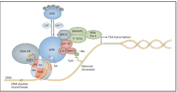 Figure 1.9 | Contrôle de l’EGP par le régulateur auto-immun AIRE. AIRE est recruté  aux régions de la chromatine associées à une répression transcriptionnelle