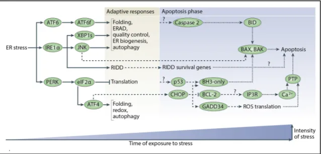 Figure  1.10  Activation  de  la  réponse  aux  protéines  mal-repliées  (UPR).  Les  trois  branches  de  la  réponse  UPR  (PERK,  IRE1α,  ATF6)  mène  à  la  transcription  de  gènes  impliqués dans le maintien de la protéostasie