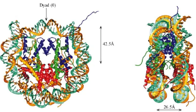 Figure  1.1.  Nucleosome  core  particle:  ribbon  traces  for  the  147  bp  DNA  phosphodiester  backbones  (brown  and  turquoise)  and  eight  histone  protein  main  chains  (blue:  H3;  green:  H4;  yellow:  H2A;  red:  H2B