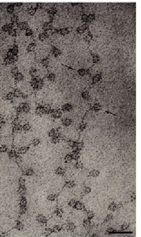 Figure 1.2. Chromatin fibers: A) At low ionic strength chromatin appears as 'beads  on a string'