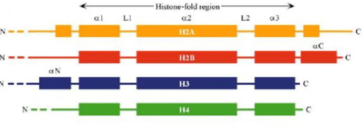 Figure  1.3.  The  secondary  structure  of  core  histones  showing  the  globular  histone-fold domain and the unstructured ‘tail’ domains