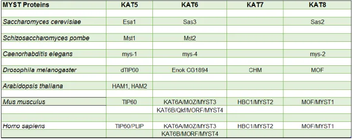 Table 1.2. MYST acetyltransferases in model organisms 