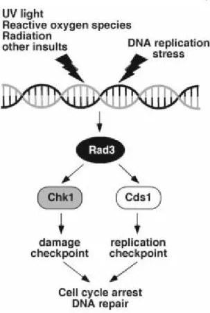Figure 1.5. Simplified checkpoint activation pathway in fission yeast (Noguchi et  al., 2009) 