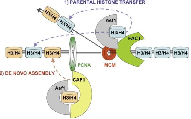 Figure  1.7  Replication-coupled  nucleosome  assembly.  The  duplication  of  chromatin  structures  involves  two  concerted  steps  that  occur  rapidly  during  the  passage of DNA replication forks