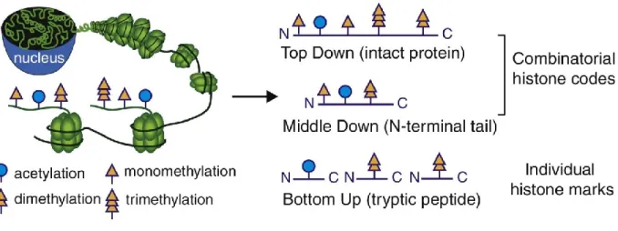 Figure  1.8.  Summary  of  methods  used  for  mass  spectrometric  analysis  of  histone  modifications (Zheng et al