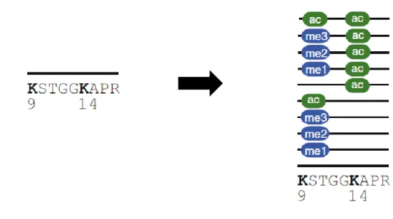 Figure 1.9. Proteoforms of the H3 tryptic peptide - 9 KSTGGKAPR 17 - 