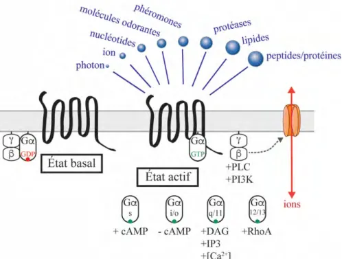 Figure 3.  Activation des RCPG et signalisation par les protéines G 