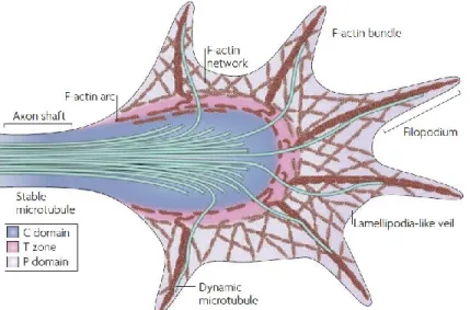 Figure 1 The structural and spatial divisions in a typical growth cone 