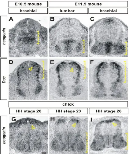 Figure 2 Chick Neogenin expression in the spinal cord closely reassembles  the combined expression of Dcc and Neogenin in the mouse 