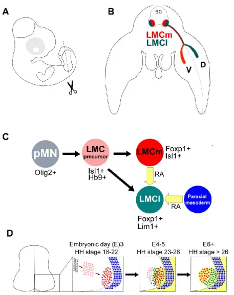 Figure 4 Early development of spinal motor neurons of the LMC 
