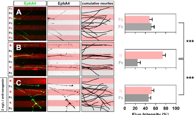Figure 6 Neogenin is required for LMCl axon growth preference for Netrin-1 