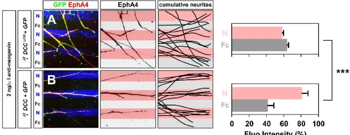 Figure 7 Dcc can functionally substitute for chick Neogenin in LMCl axon  preference for Netrin-1 