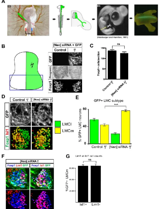 Figure 11 Knockdown of Neogenin alters LMC subtype differentiation 