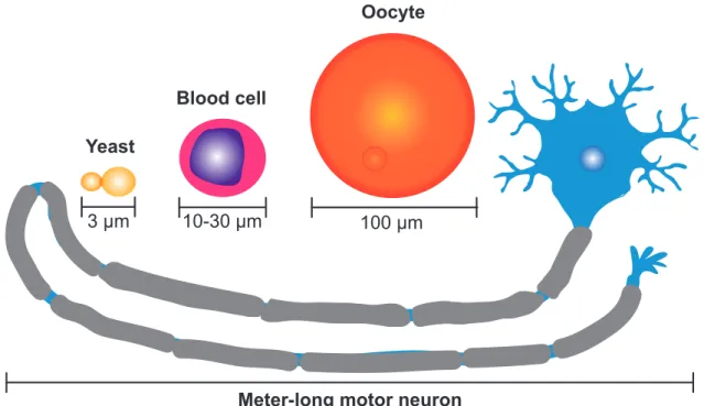 Figure 1.1.1  Examples of the cell size diversity observed in nature 