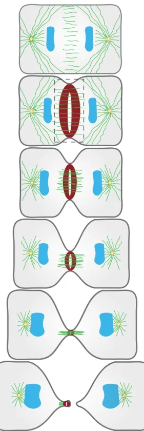 Figure 1.2  An overview of cytokinesis 