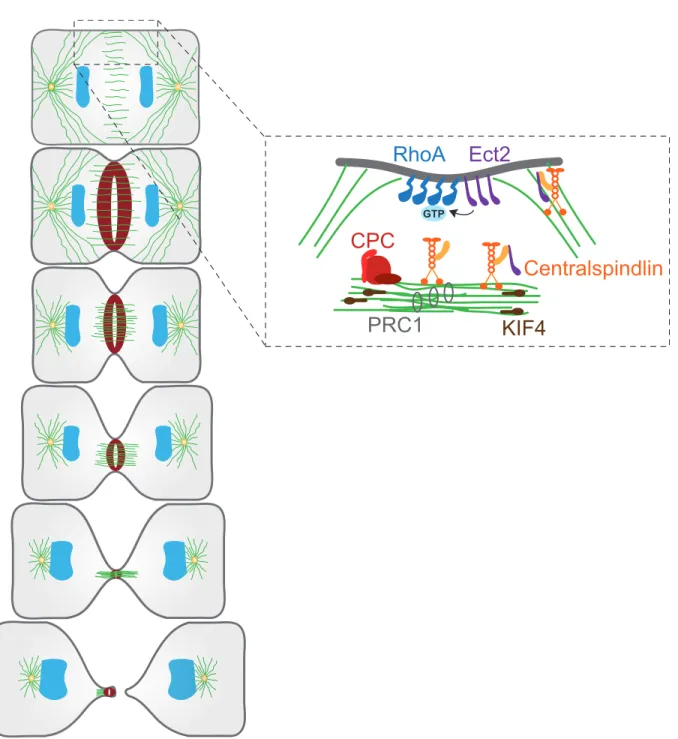 Figure 2.1.2  Molecular constituents of the spindle midzone 