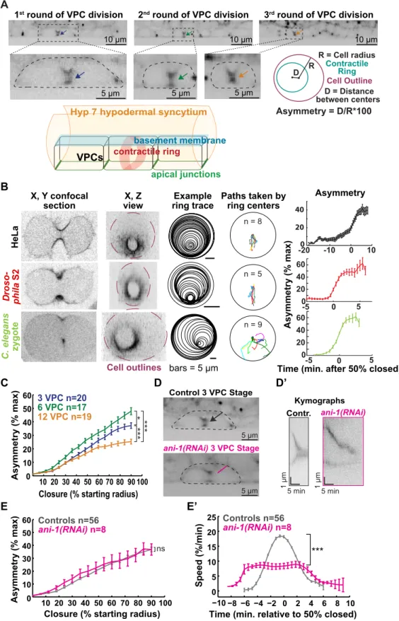 Figure 3.5.4  Strong intercellular adhesion leads to robust asymmetric contractile ring  closure in the VPCs 