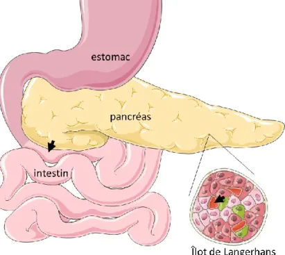 Figure 1 : Le pancréas a deux fonctions : endocrine et exocrine (4-8) 