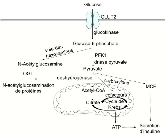 Figure 2 : Le métabolisme du glucose (21-25) 