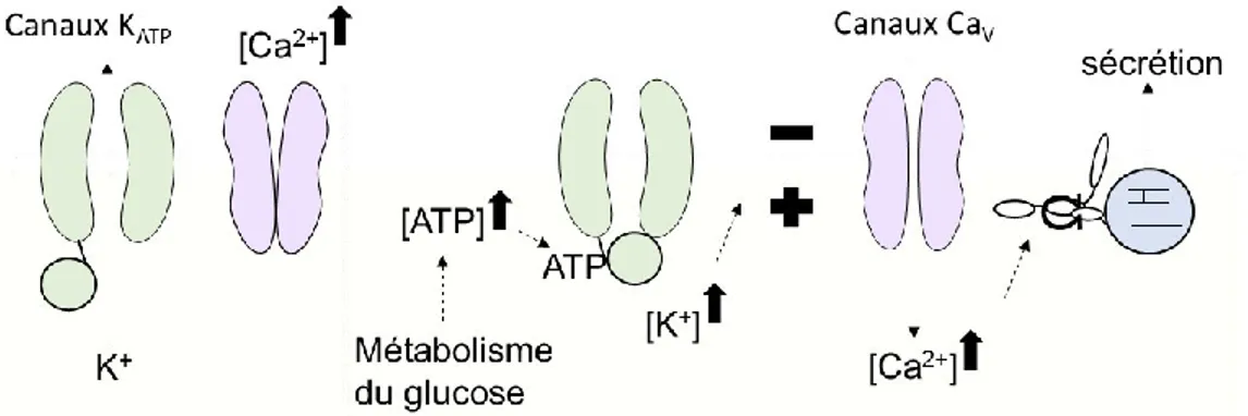 Figure 3 : La dépolarisation de la membrane  induite par l’augmentation d’ATP (26-29) 