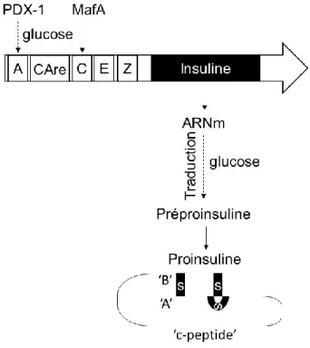 Figure 4 : La synthèse de l’insuline (30-42)