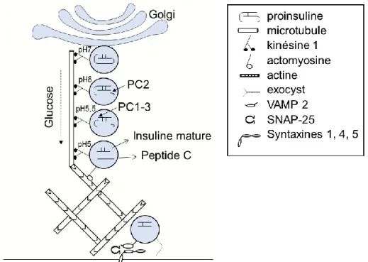 Figure 5 : Le transport et la maturation de l’insuline (29, 43-74) 