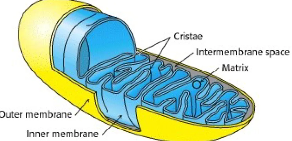 Figure 1.  La structure de la mitochondrie. 