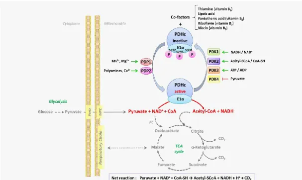 Figure 2.  Régulation du complexe de la pyruvate déshydrogénase par les  nutriments et les cofacteurs