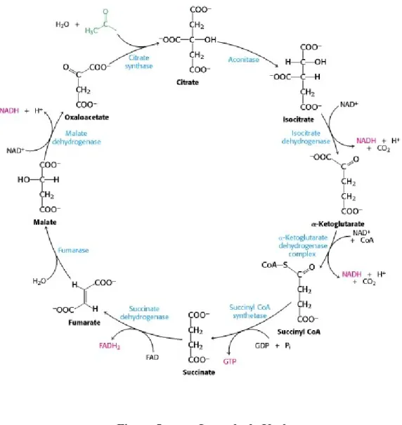 Figure 5.  Le cycle de Krebs. 