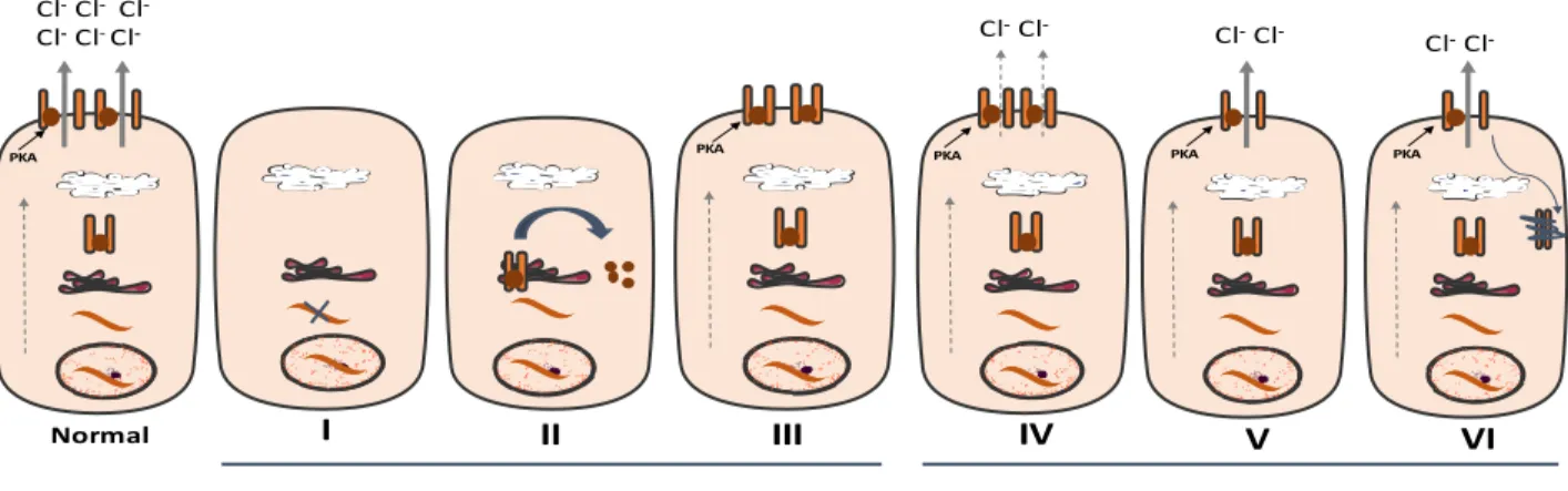 Figure 1.  Classes de mutations géniques du CFTR 