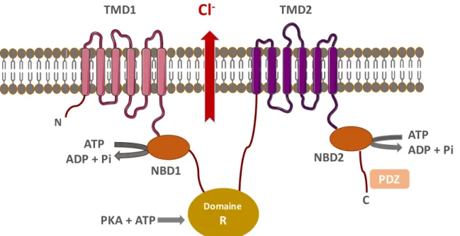 Figure 2.  Représentation de la protéine CFTR 