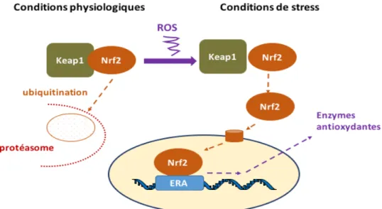 Figure 4.  Induction de la réponse antioxydante par Nrf2 