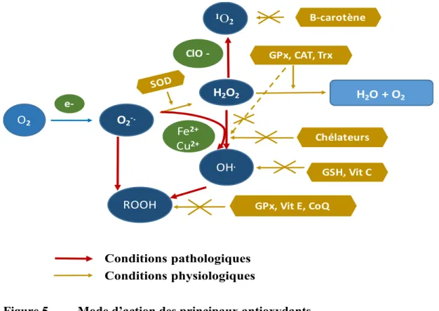 Figure 5.  Mode d’action des principaux antioxydants 