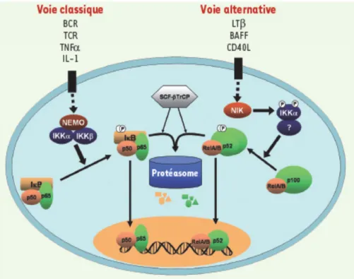Figure 6.  Voies d’activation de NF- κ B    