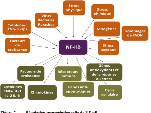 Figure 7.  Régulation transcriptionnelle de NF- κ B 