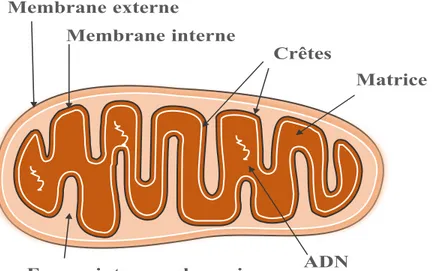 Figure 8.  Anatomie de la mitochondrie 