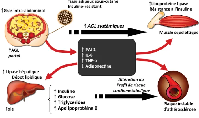 Figure 2. Contribution  du  dépôt  ectopique  de  gras  à  l’altération  du  profil  cardiométabolique chez des personnes avec une obésité intra-abdominale.