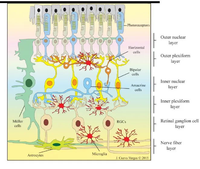 Figure  1.  A  schematic  diagram  of  the  retina  demonstrating  the  principal  cell  types  involved  in  retinal  signaling