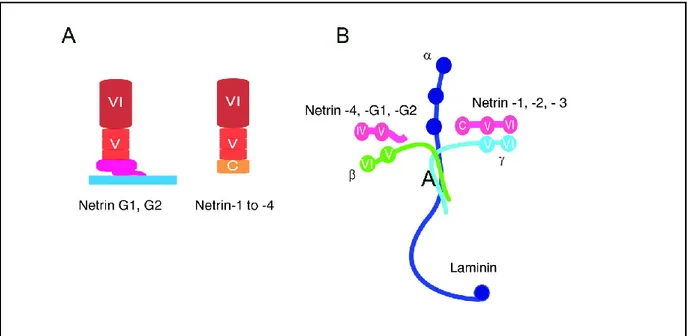 Figure 2. The netrin family of proteins. (A)  Netrins 1 to 4 are secreted proteins that are attached to a C-terminal 
