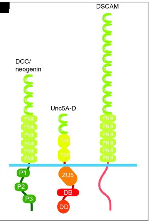 Figure  3.  Canonical  netrin-1  receptors. The  DCC  receptor  family,  the  UNC-5  homologs  (Unc5A-D),  and 