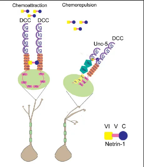 Figure 4. Netrin-1 is a bifunctional axonal guidance cue. Netrin-1 can bind to the ecto-domains of two receptors 
