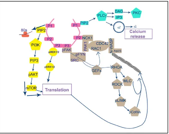 Figure 5. Netrin-1 signal transduction mechanisms. In response to netrin-1, DCC receptors homodimerize via 