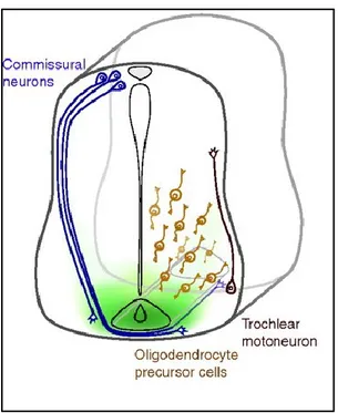 Figure 6. Netrin-1 orients axonal migration during development. In the developing spinal cord, commissural 
