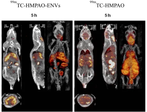 Figure 2.2. SPECT/CT images of mice injected with 99mTc-HMPAO labeled exosome- 