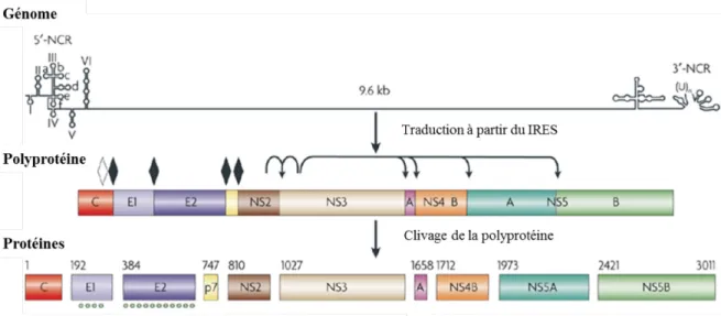 Figure 1. Organisation du génome et fonction des protéines du VHC 